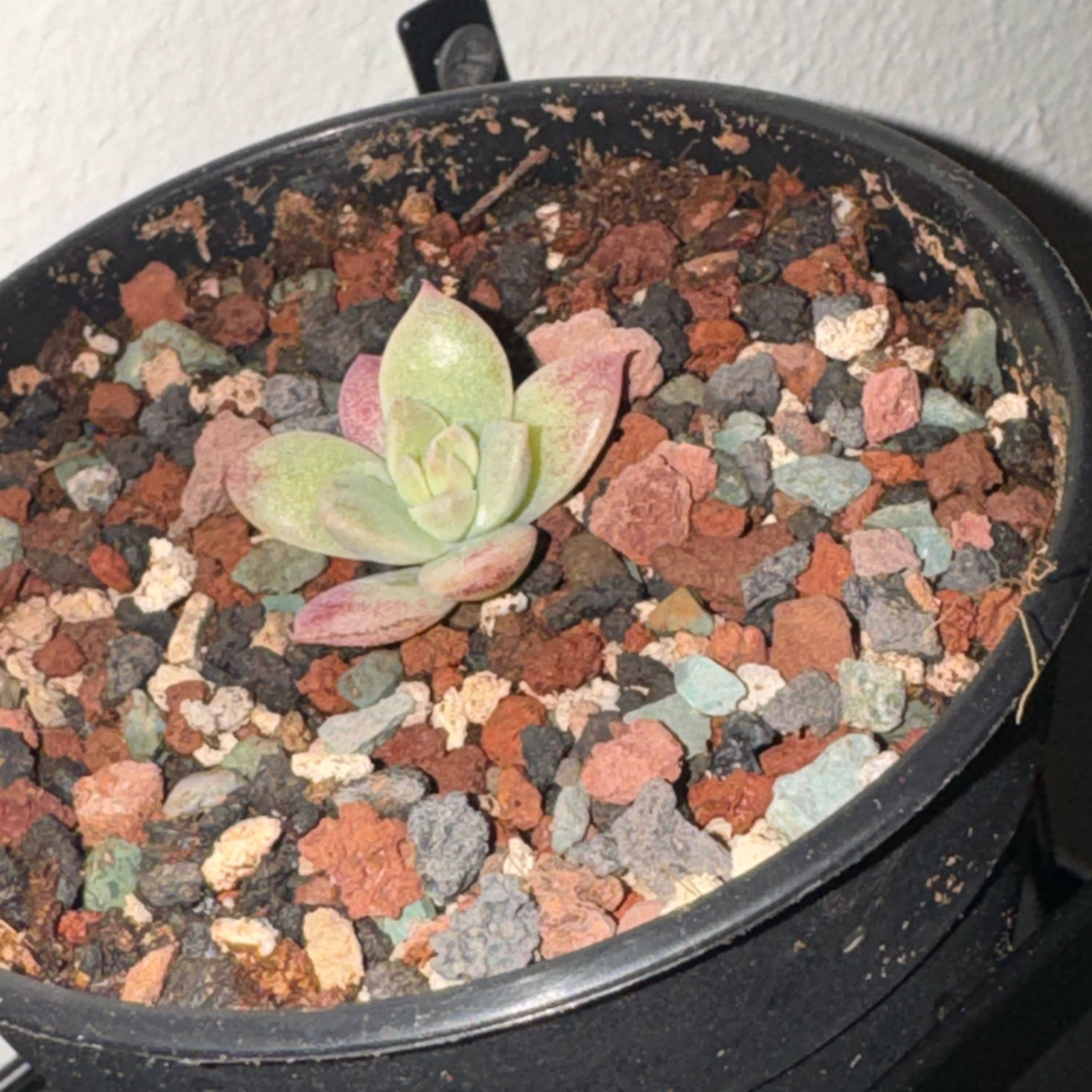 Photo of the plant species Prolific Echeveria by @Trippymoose420 named Walt on Greg, the plant care app