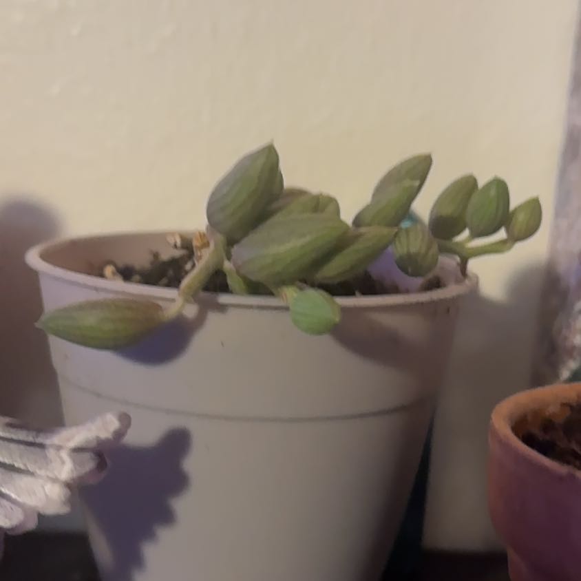 Photo of the plant species String of Watermelons by @Trippymoose420 named Bjorn on Greg, the plant care app