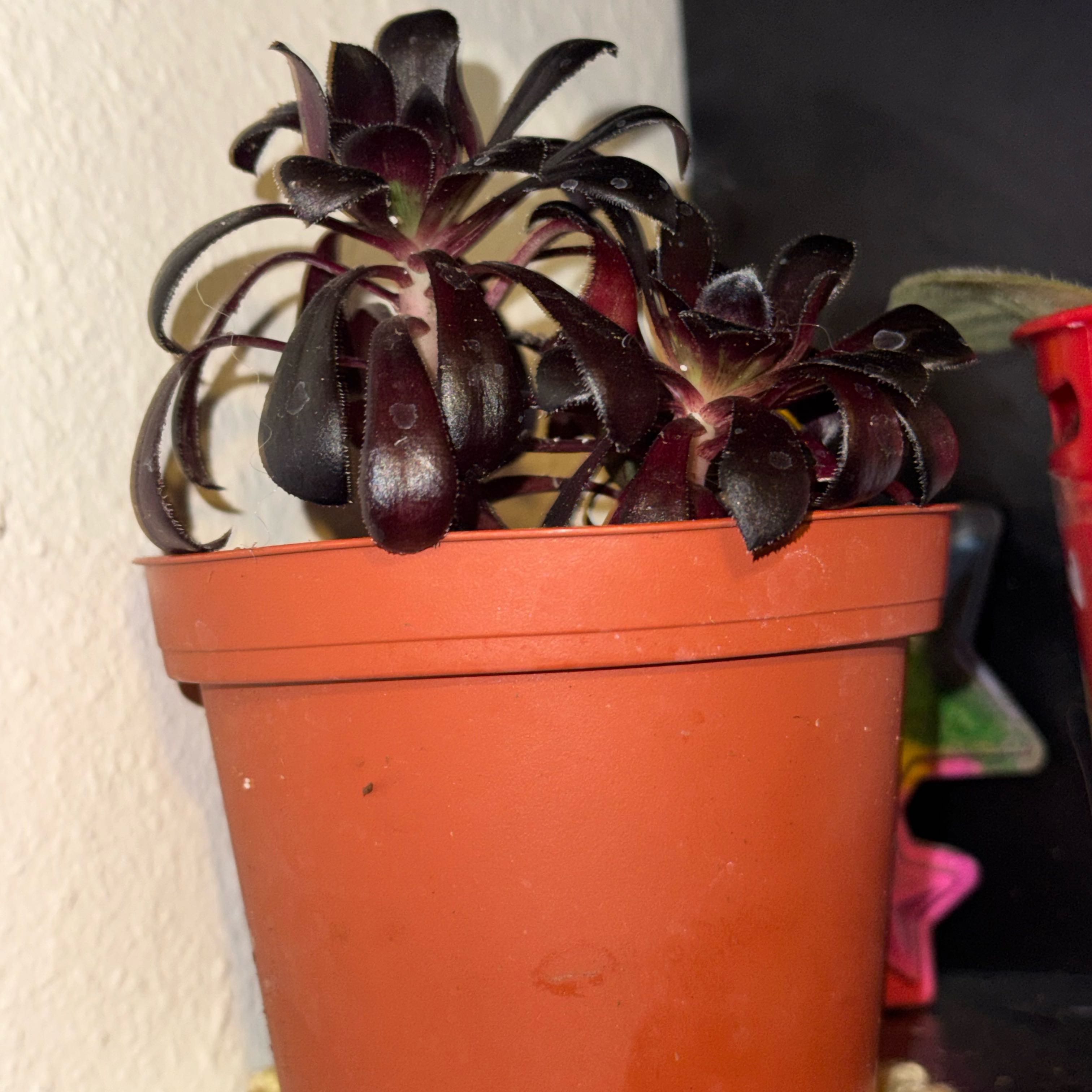 Photo of the plant species Aeonium 'Black Rose' by @Trippymoose420 named Uinnseann on Greg, the plant care app