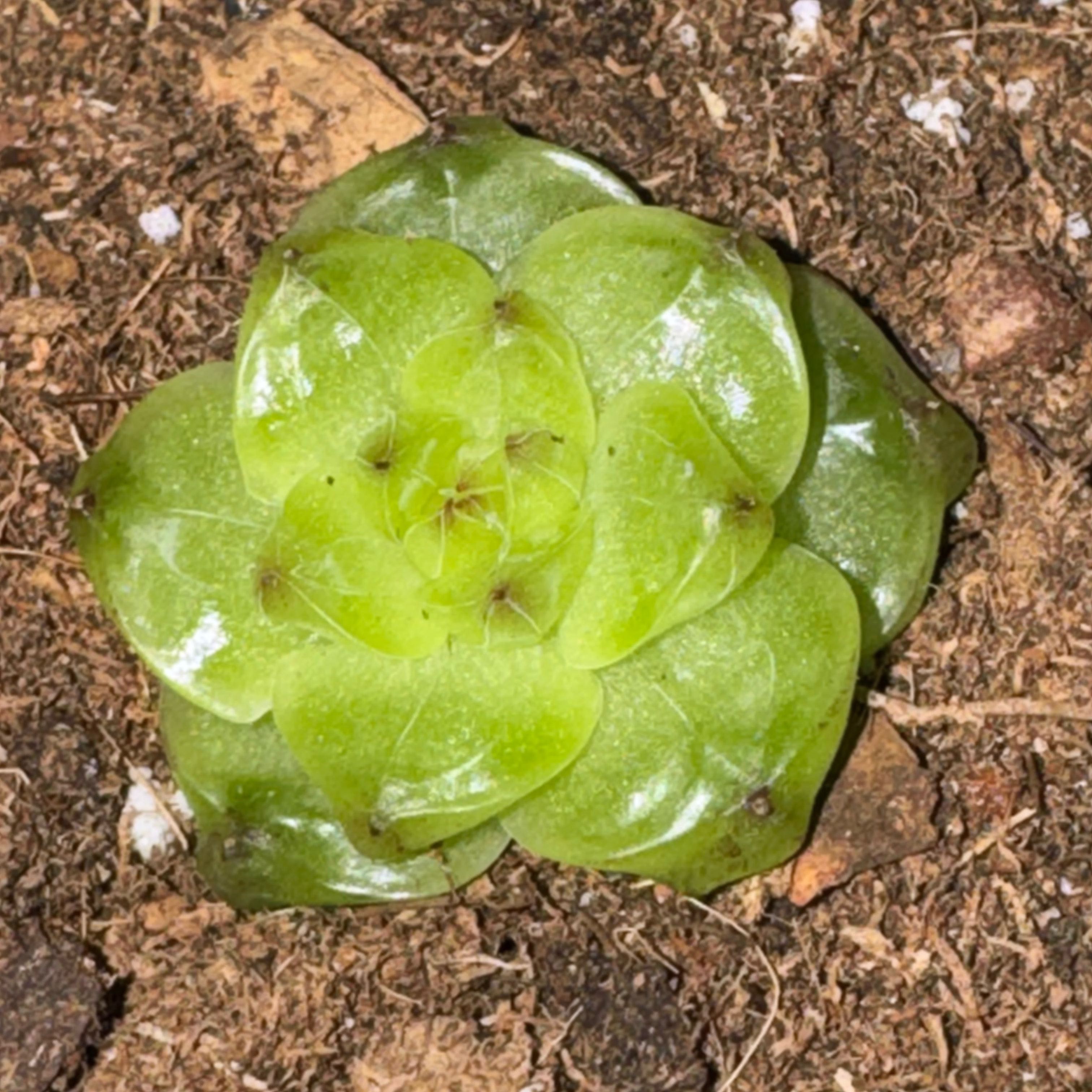 Photo of the plant species Star Jenny by @Trippymoose420 named Sir Plancelot on Greg, the plant care app
