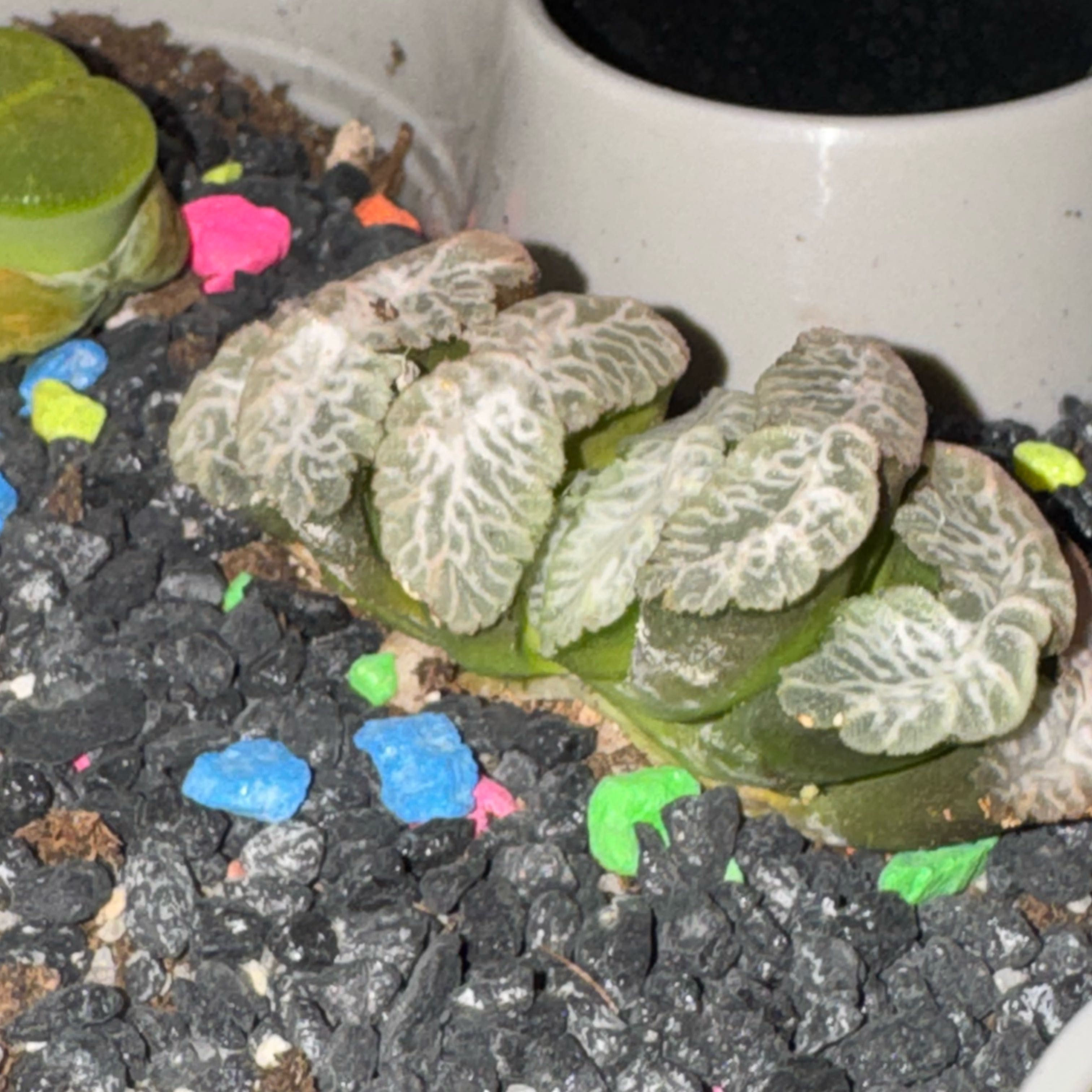 Photo of the plant species Horse's Teeth by @Trippymoose420 named Gregarious on Greg, the plant care app