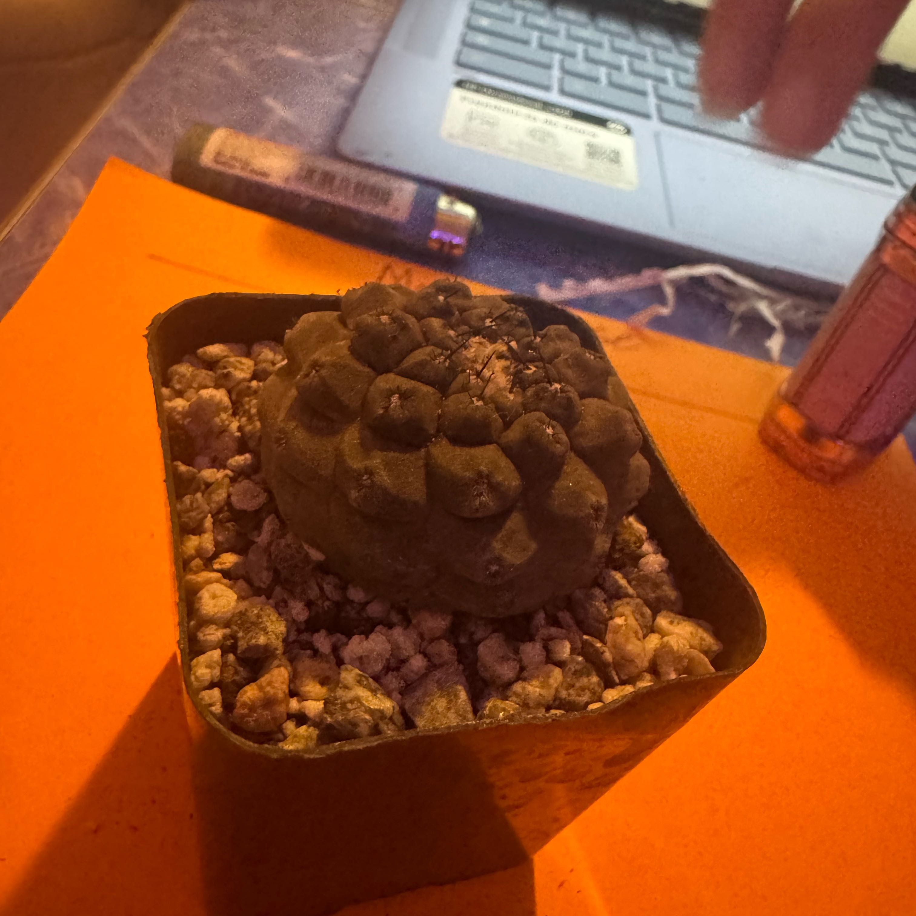 Photo of the plant species Copiapoa Hypogaea Barquitensis by @Trippymoose420 named Rosa on Greg, the plant care app