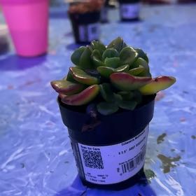Photo of the plant species Lipstick Echeveria by @Trippymoose420 named Queen on Greg, the plant care app
