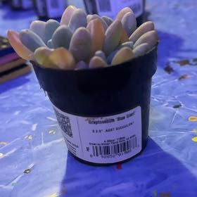 Photo of the plant species Graptosedum 'Blue Giant' by @Trippymoose420 named Curie on Greg, the plant care app