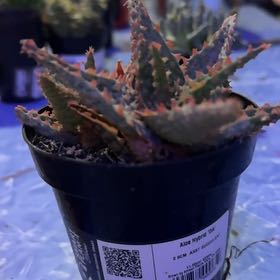 Photo of the plant species Aloe Oik by @Trippymoose420 named Captain Plant-it on Greg, the plant care app