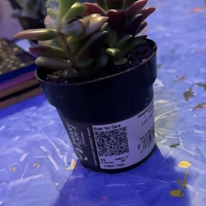 Photo of the plant species Variegated Sand Rose by @Trippymoose420 named Mando on Greg, the plant care app