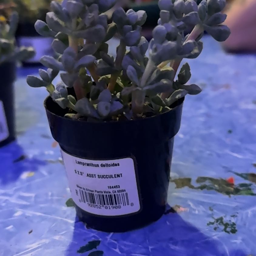 Photo of the plant species Lampranthus Deltoides by @Trippymoose420 named Tree on Greg, the plant care app