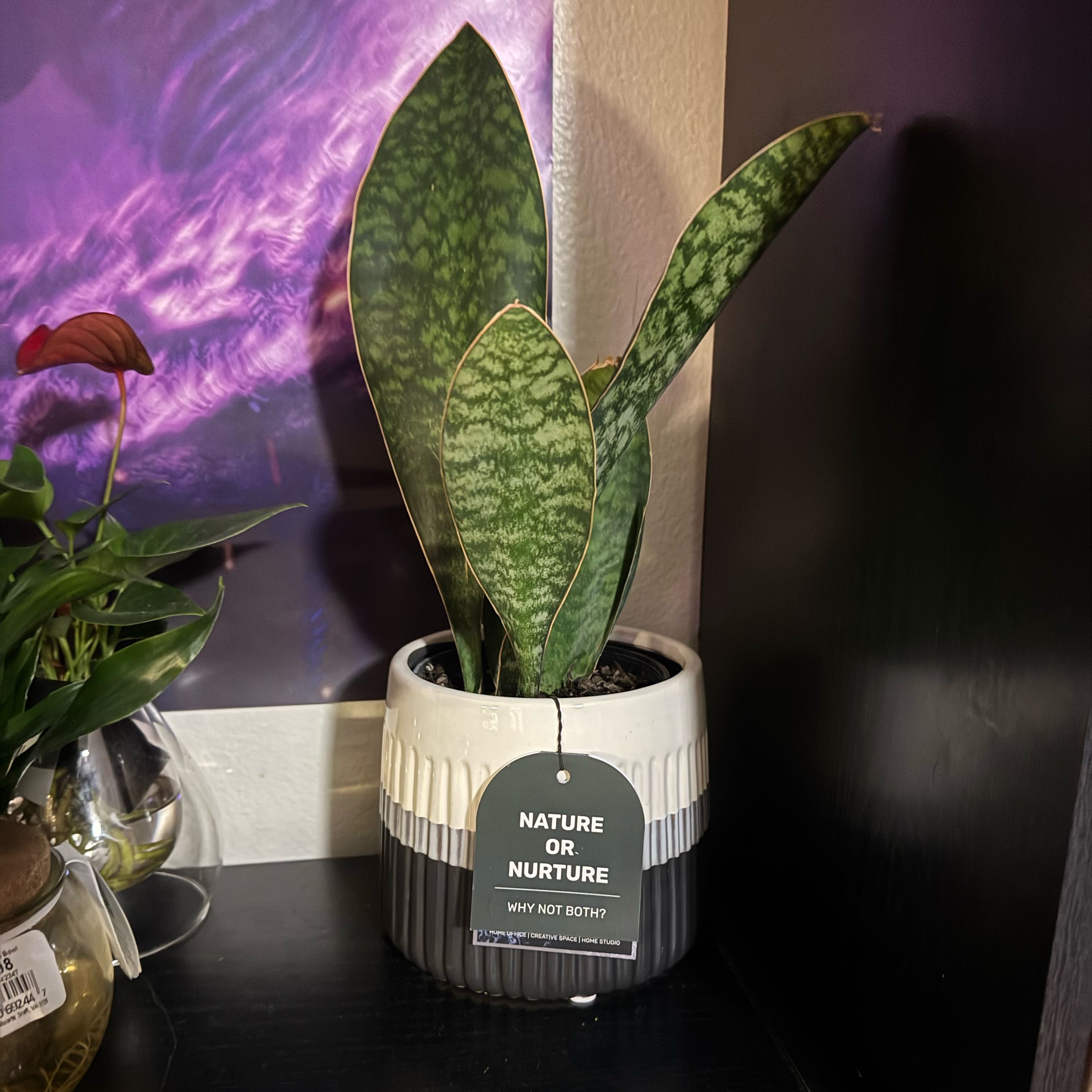 Photo of the plant species Sansevieria by @Trippymoose420 named Daggar on Greg, the plant care app