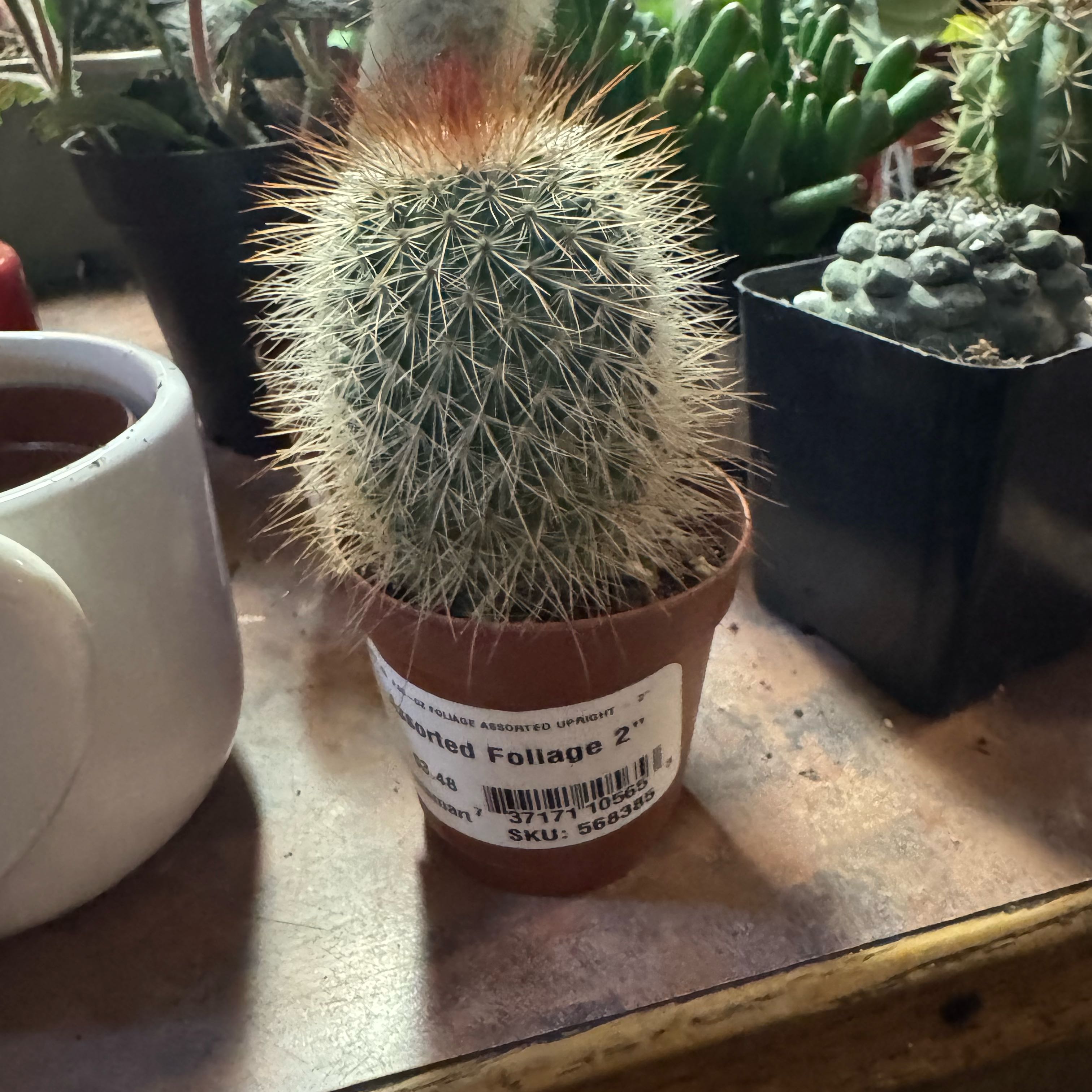 Photo of the plant species Red-Headed Irishman by @Trippymoose420 named Dax on Greg, the plant care app