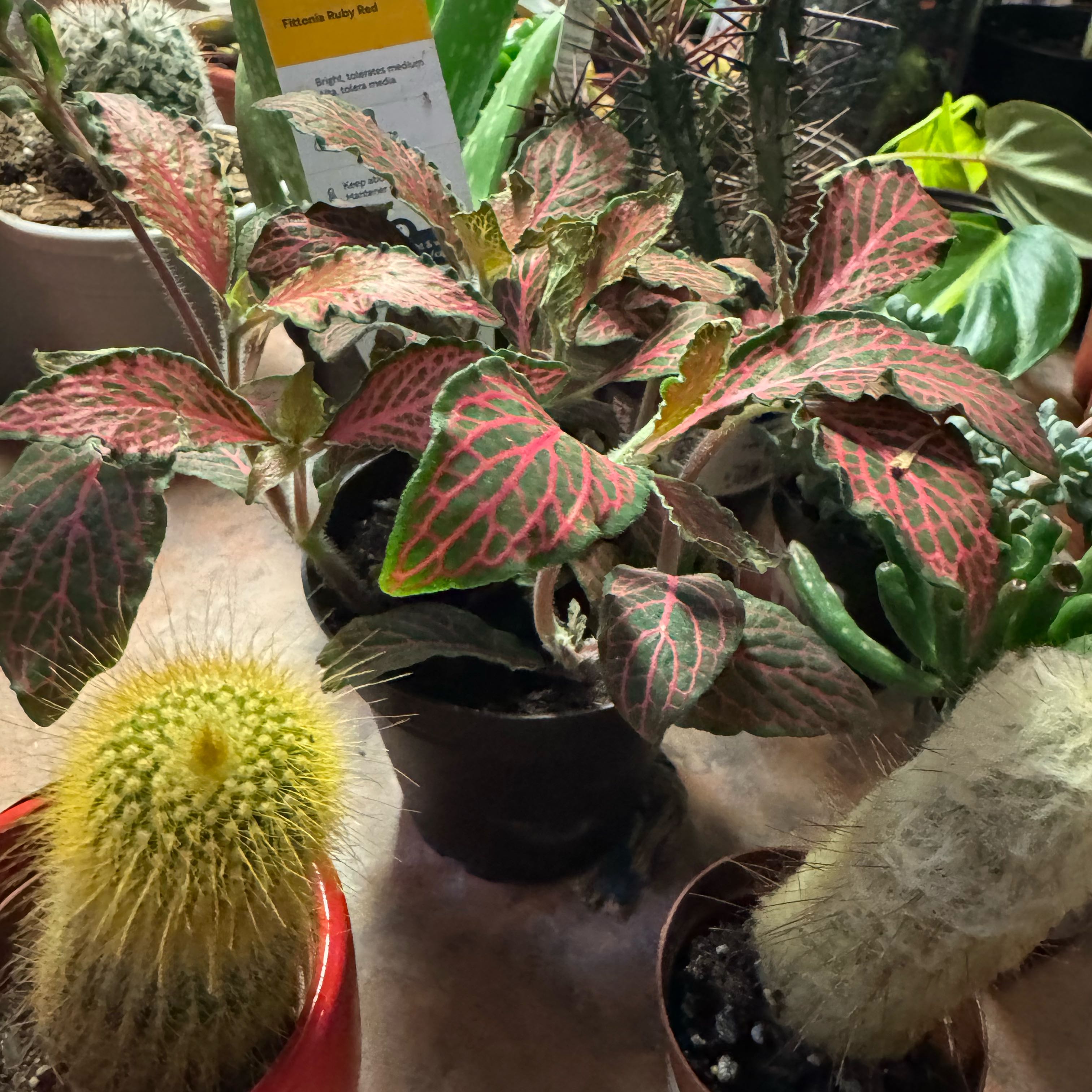 Photo of the plant species Fittonia by @Trippymoose420 named Fernie Mercury on Greg, the plant care app