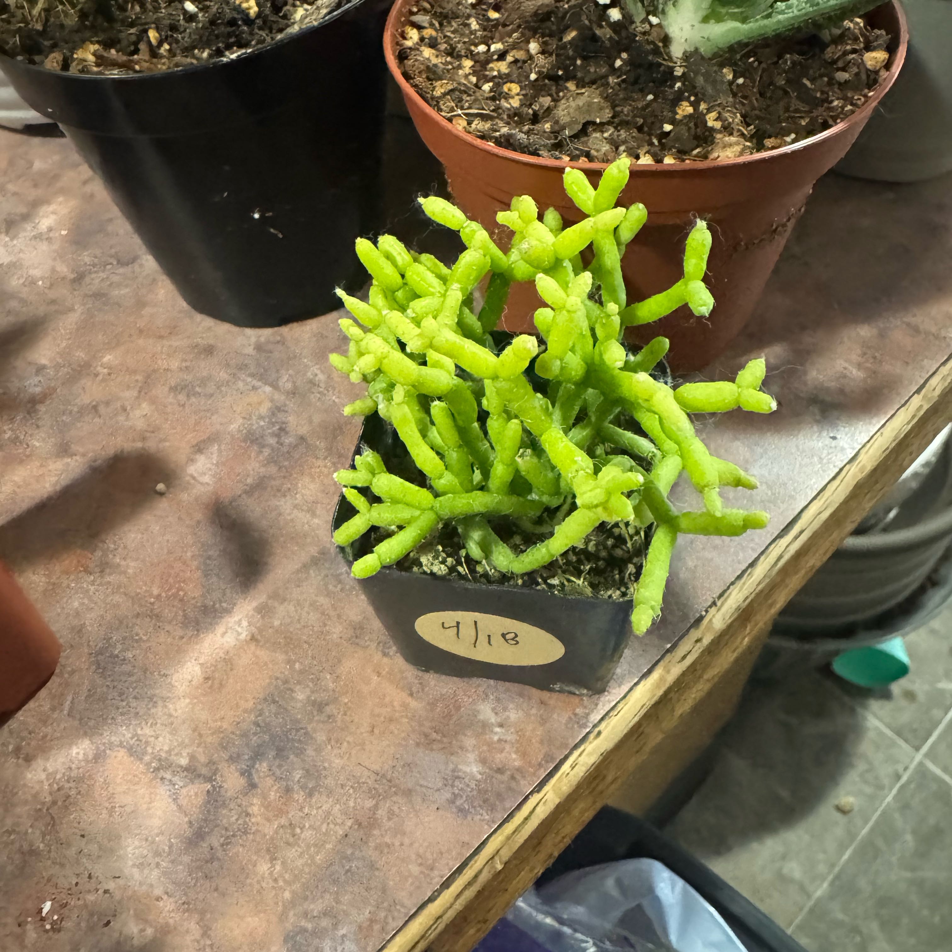 Photo of the plant species Coral Cactus by @Trippymoose420 named Bloom on Greg, the plant care app