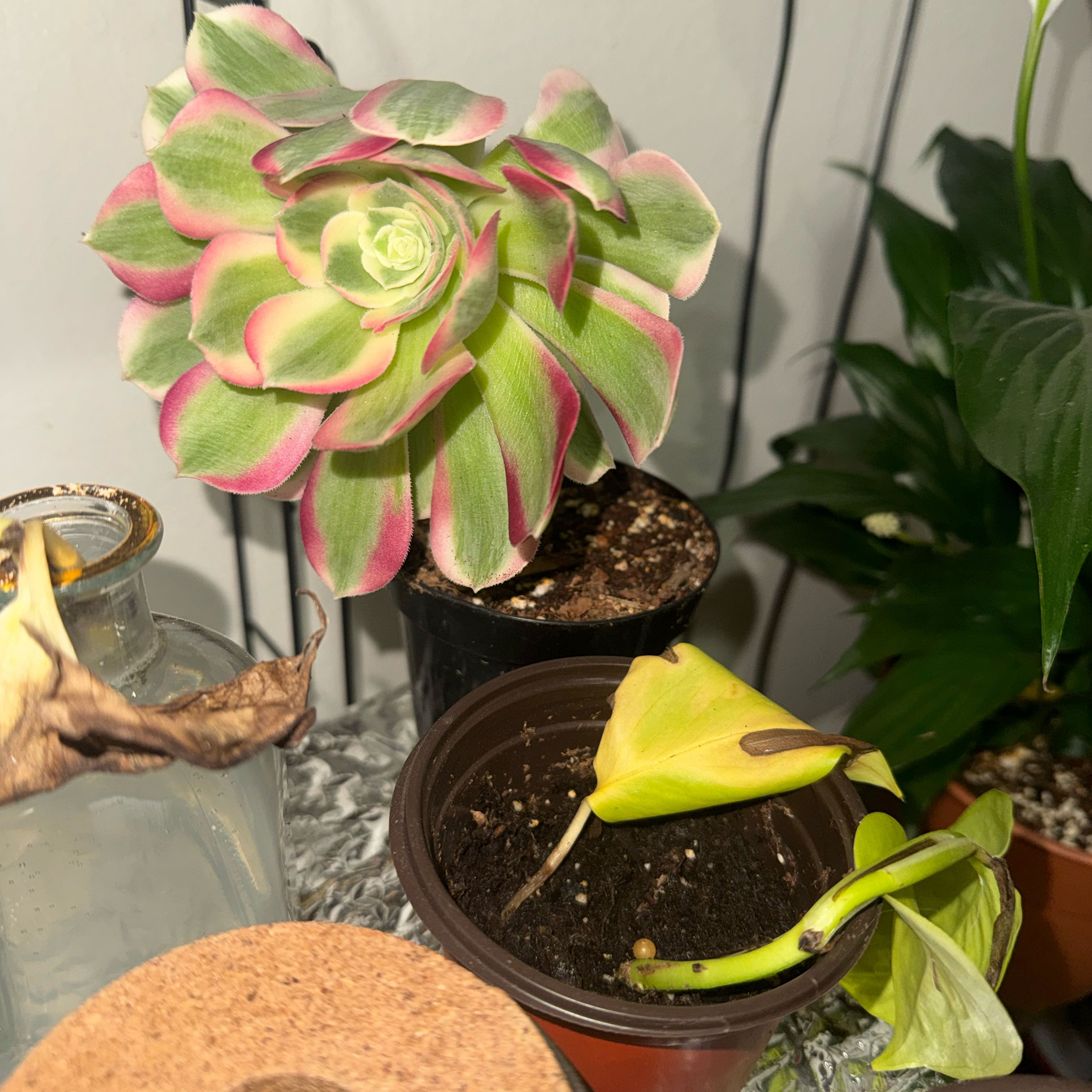 Photo of the plant species Aeonium 'Pink Witch' by @Trippymoose420 named Kobe on Greg, the plant care app