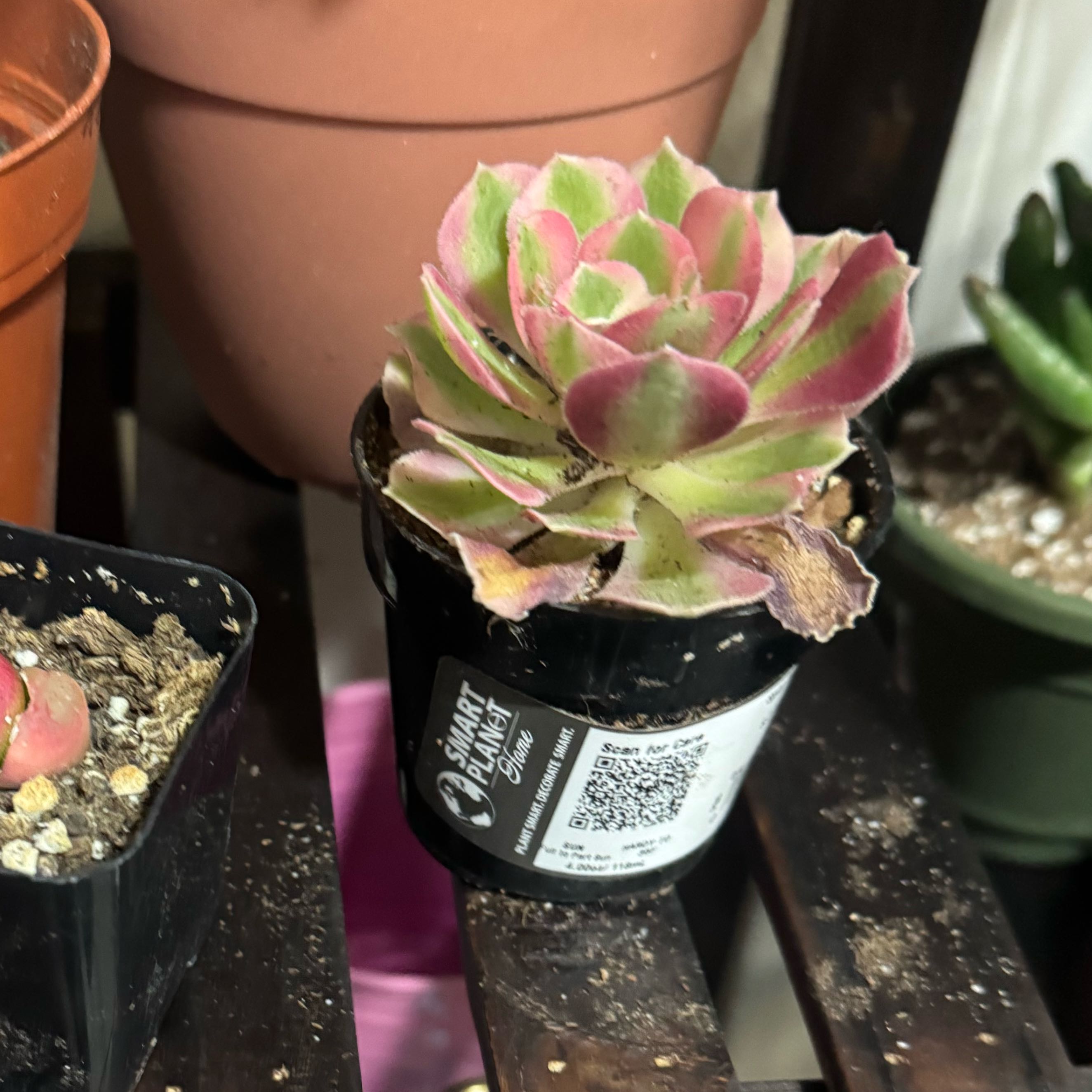 Photo of the plant species Aeonium 'Pink Witch' by @Trippymoose420 named Apollo on Greg, the plant care app