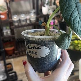 Photo of the plant species Alocasia 'Melo' by @Trippymoose420 named Willows Wood on Greg, the plant care app