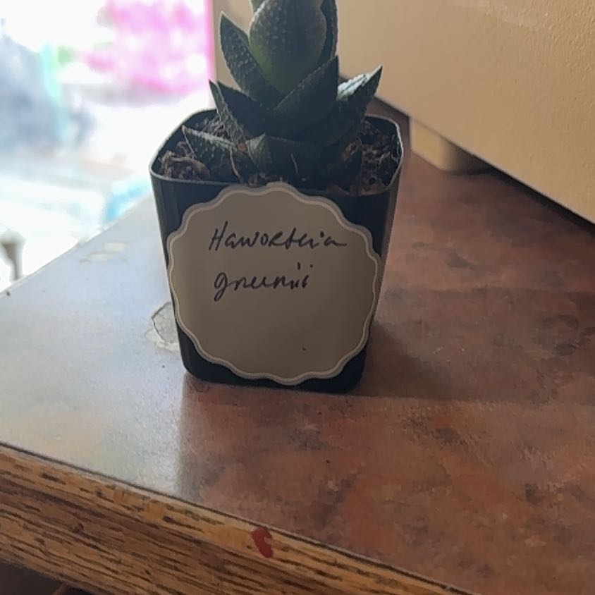 Photo of the plant species Haworthiopsis coarctata by @Trippymoose420 named Miley on Greg, the plant care app