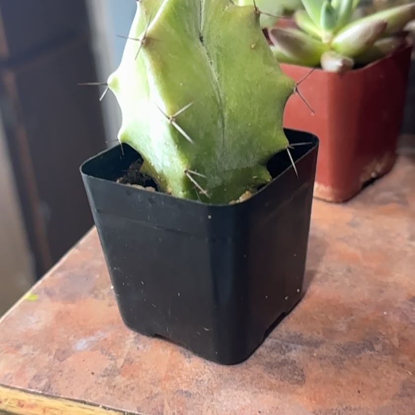 Photo of the plant species Gray Ghost Organ Pipe Cactus 'Album' by @Trippymoose420 named Pax on Greg, the plant care app