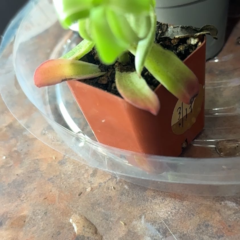 Photo of the plant species Crassula capitella 'Campfire' by @Trippymoose420 named Orla on Greg, the plant care app