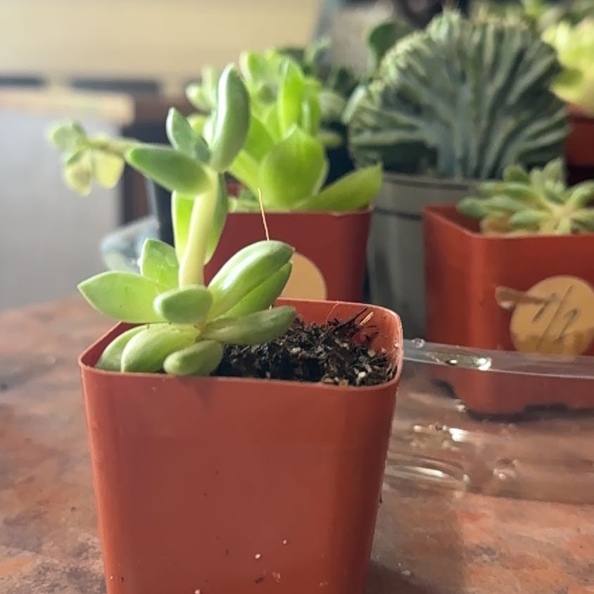 Photo of the plant species Pachyphytum compactum f. cristata by @Trippymoose420 named Ham on Greg, the plant care app