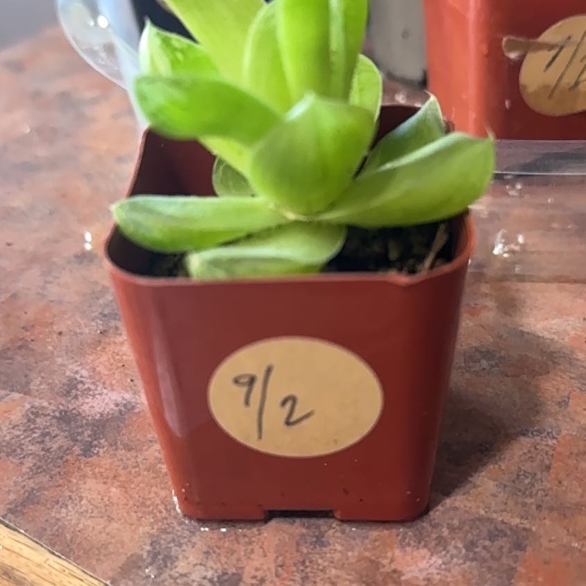 Photo of the plant species Star Window Plant by @Trippymoose420 named Deli on Greg, the plant care app