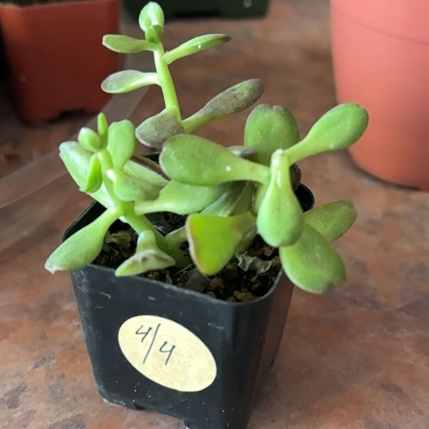 Photo of the plant species Crassula Ovata by @Trippymoose420 named Sherock on Greg, the plant care app