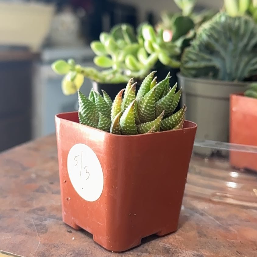 Photo of the plant species Haworthiopsis coarctata by @Trippymoose420 named Defur on Greg, the plant care app