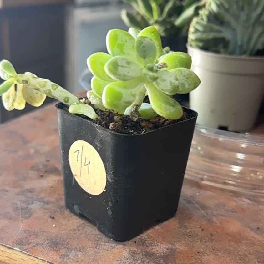 Photo of the plant species Sedum treleasei by @Trippymoose420 named Lapa on Greg, the plant care app
