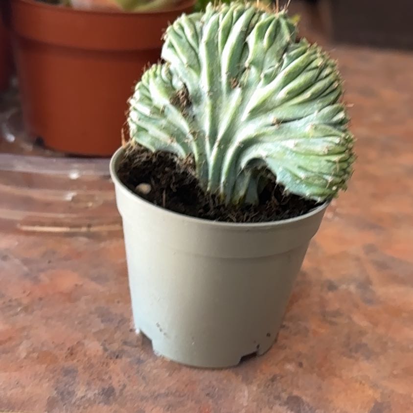 Photo of the plant species Crested Blue Candle by @Trippymoose420 named Mermaid on Greg, the plant care app