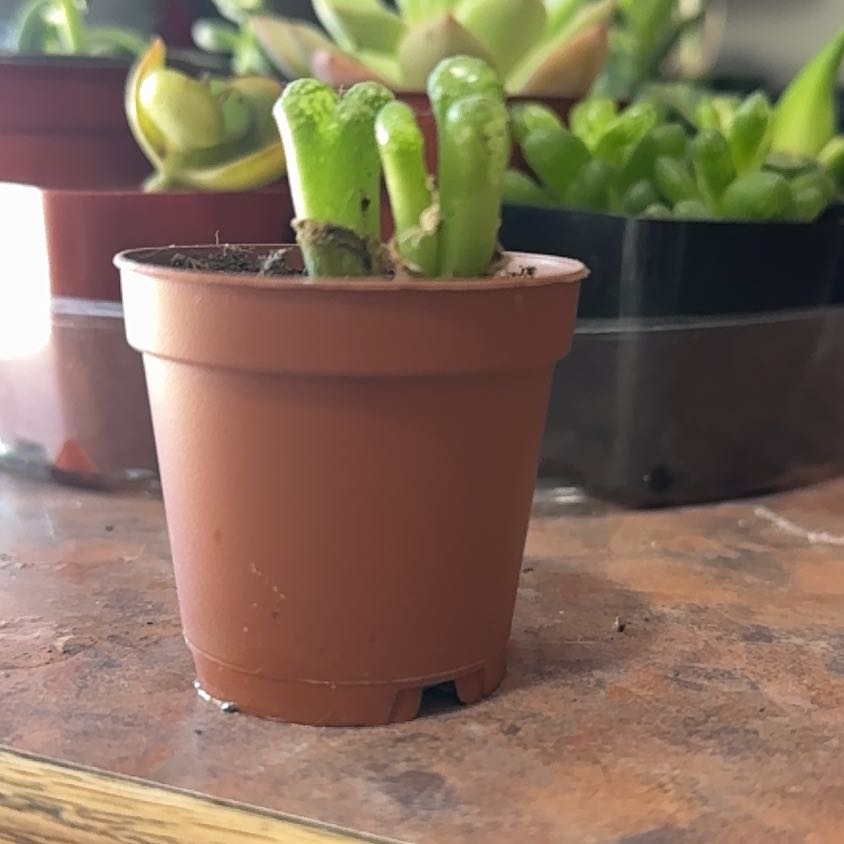 Photo of the plant species Heart-shaped Conophytum by @Trippymoose420 named Madonna on Greg, the plant care app