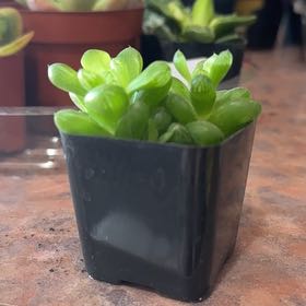 Photo of the plant species Haworthia 'Obtusa' by @Trippymoose420 named Sproutacus on Greg, the plant care app