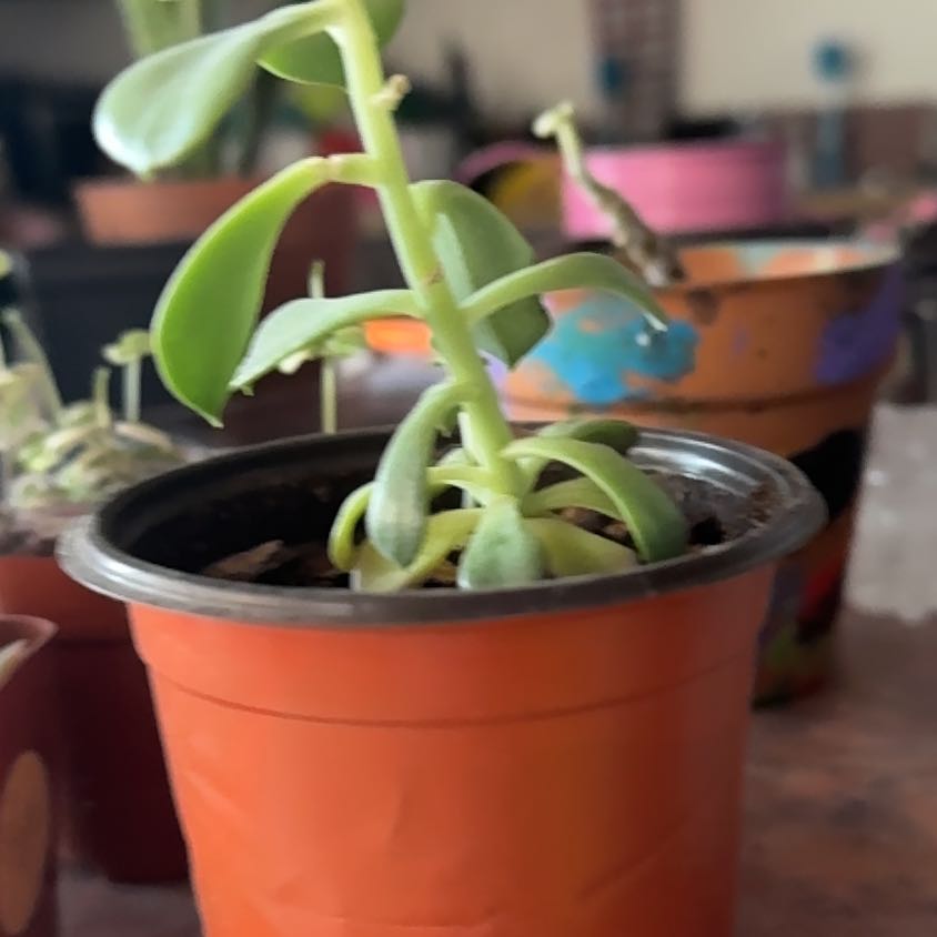 Photo of the plant species Echeveria 'Pink Edge' by @Trippymoose420 named Marley on Greg, the plant care app