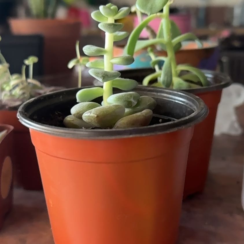 Photo of the plant species Echeveria 'Red Noble' by @Trippymoose420 named Harmony on Greg, the plant care app