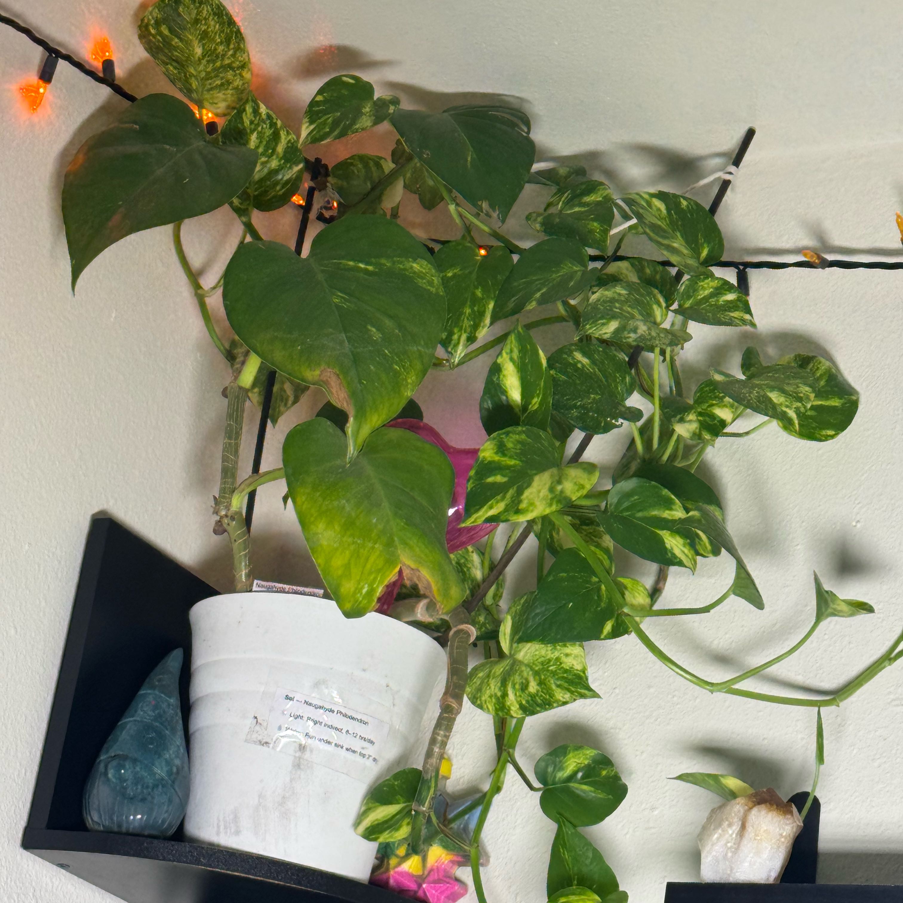 Photo of the plant species Naugahyde Philodendron by @Trippymoose420 named Sol on Greg, the plant care app