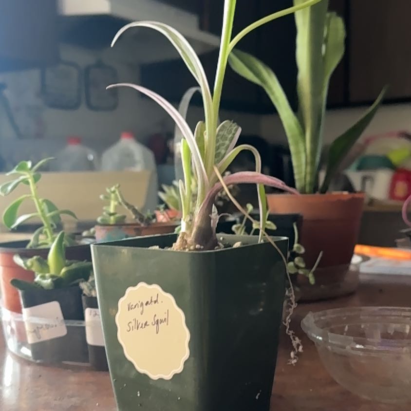 Photo of the plant species Variegated Silver Squill by @Trippymoose420 named Taylor Swift on Greg, the plant care app