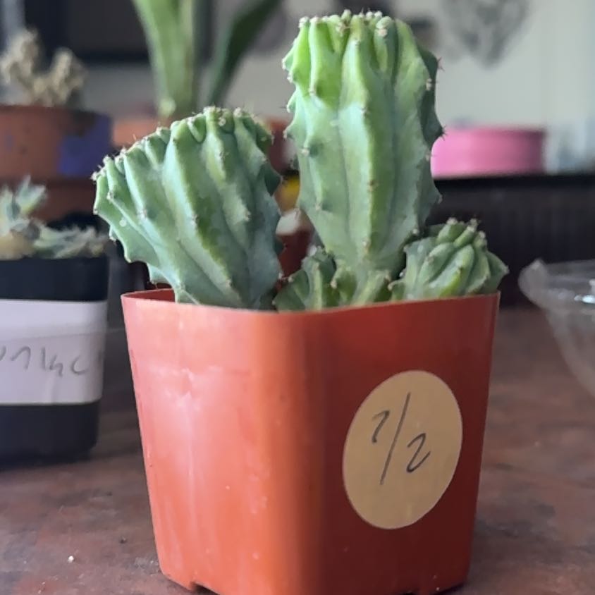 Photo of the plant species christata by @Trippymoose420 named Robert Plant on Greg, the plant care app