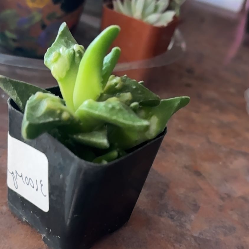 Photo of the plant species Pebbled Tiger Jaws by @Trippymoose420 named Lebron on Greg, the plant care app