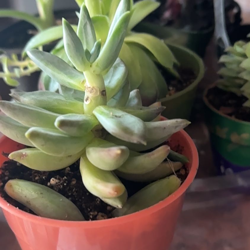 Photo of the plant species Sedeveria 'Harry Butterfield' by @Trippymoose420 named Rosa on Greg, the plant care app