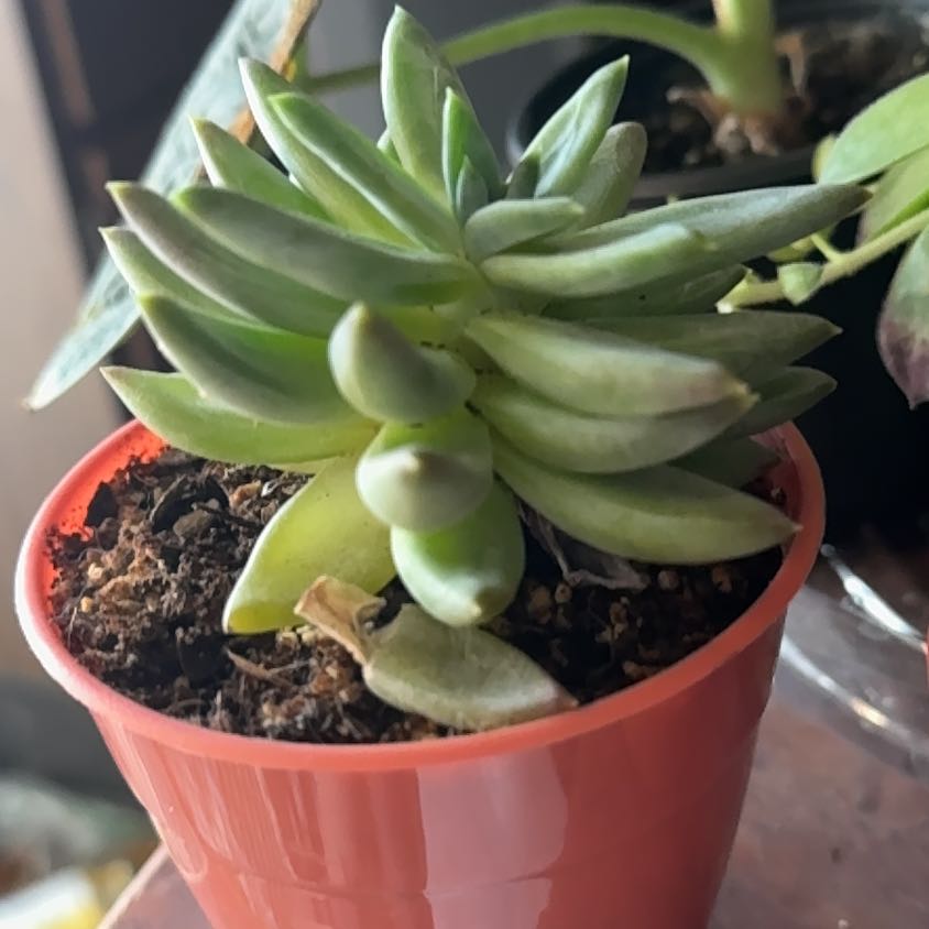 Photo of the plant species Sedeveria 'Harry Butterfield' by @Trippymoose420 named Baesil on Greg, the plant care app