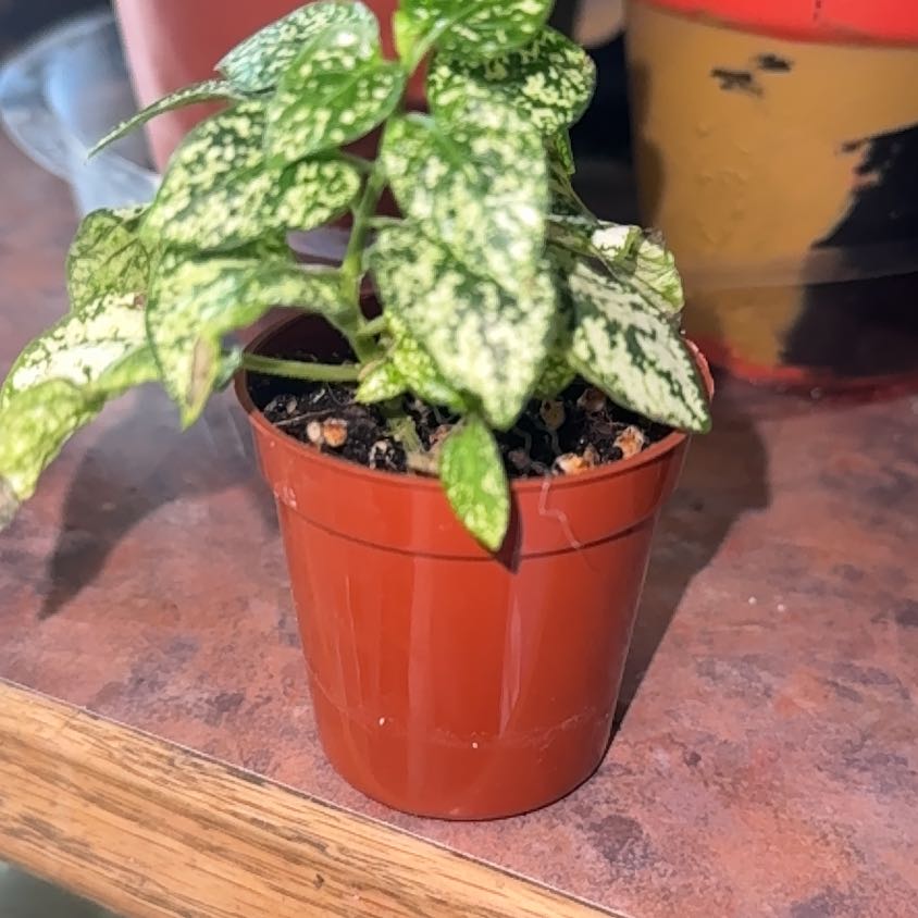 Photo of the plant species Hypoestes 'Lotty Dotty White' by @Trippymoose420 named Luna on Greg, the plant care app