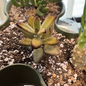 Photo of the plant species Chocolate Soldier by @Trippymoose420 named Sherlock on Greg, the plant care app