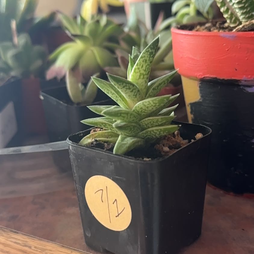 Photo of the plant species Gasteraloe Emmy by @Trippymoose420 named Doja Cat on Greg, the plant care app