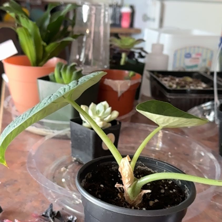 Photo of the plant species Alocasia Melo by @Trippymoose420 named Osmo on Greg, the plant care app