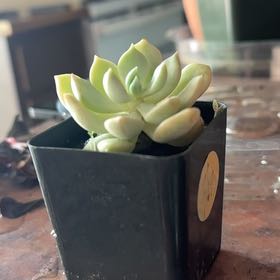 Photo of the plant species Graptoveria Moonglow by @Trippymoose420 named Gaga on Greg, the plant care app
