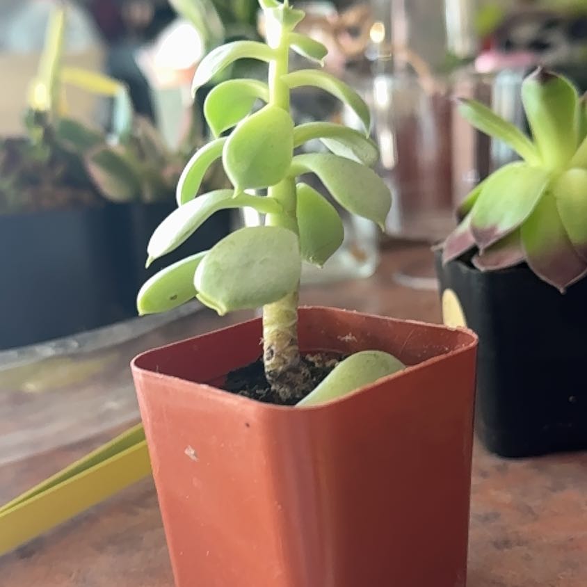 Photo of the plant species Echeveria 'Green Abalone' by @Trippymoose420 named Bigleef Smalls on Greg, the plant care app