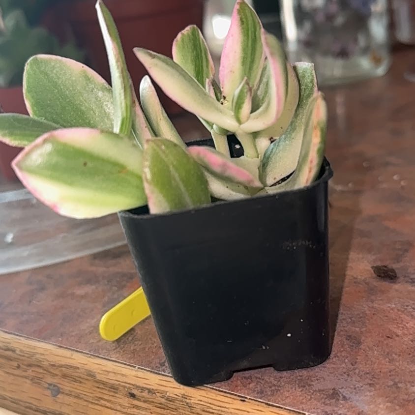 Photo of the plant species Tricolor Jade by @Trippymoose420 named Tree Diddy on Greg, the plant care app
