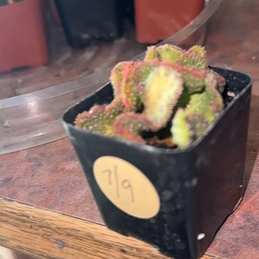 Photo of the plant species Medusa's Head by @Trippymoose420 named Daphne on Greg, the plant care app