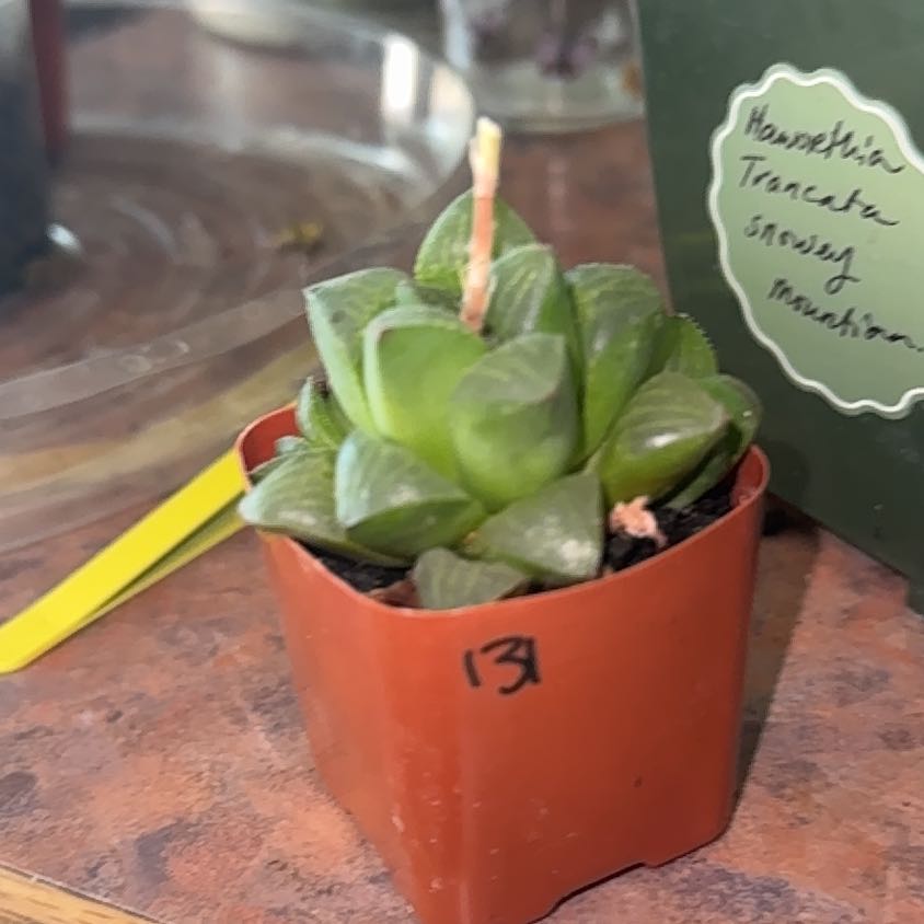 Photo of the plant species Variegated Haworthia retusa by @Trippymoose420 named Beyonce on Greg, the plant care app