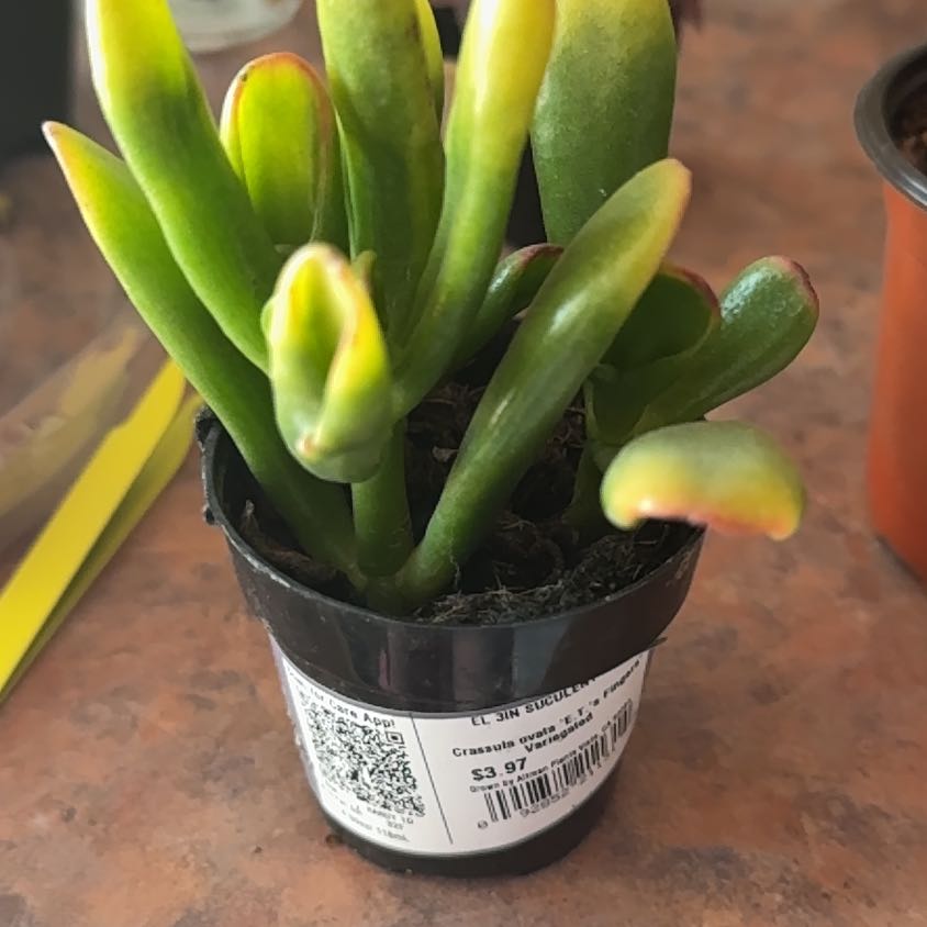 Photo of the plant species ET's Fingers Jade by @Trippymoose420 named Bodhi on Greg, the plant care app