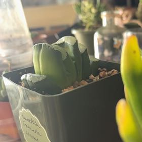 Photo of the plant species Horse's Teeth by @Trippymoose420 named Michelle Branch on Greg, the plant care app