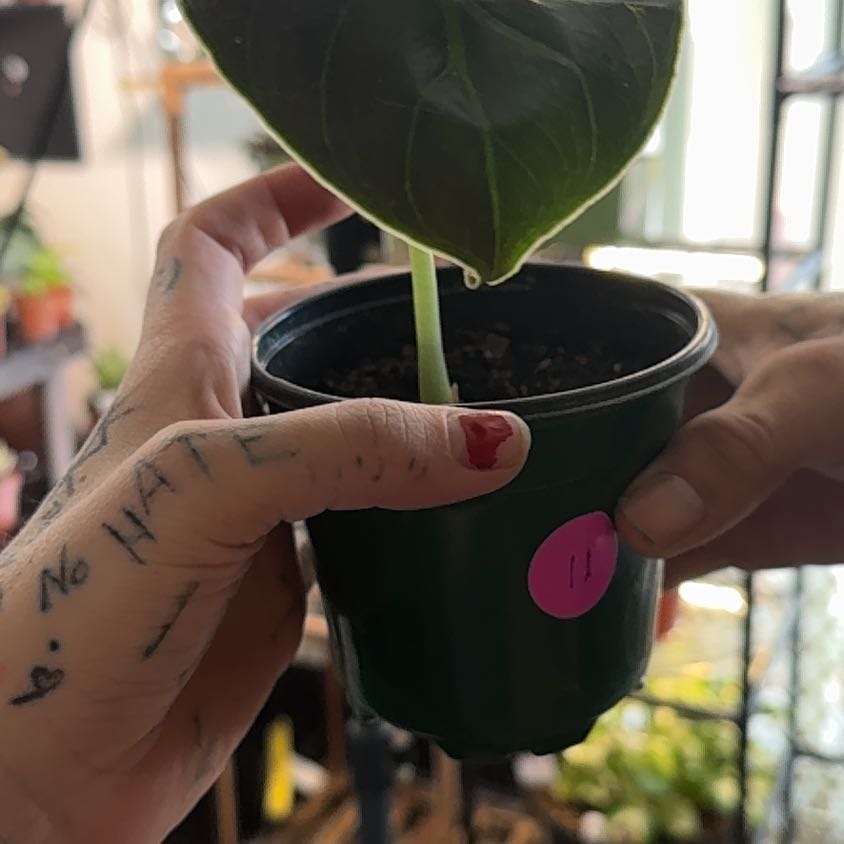 Photo of the plant species Alocasia Azlanii by @Trippymoose420 named Hemingway on Greg, the plant care app