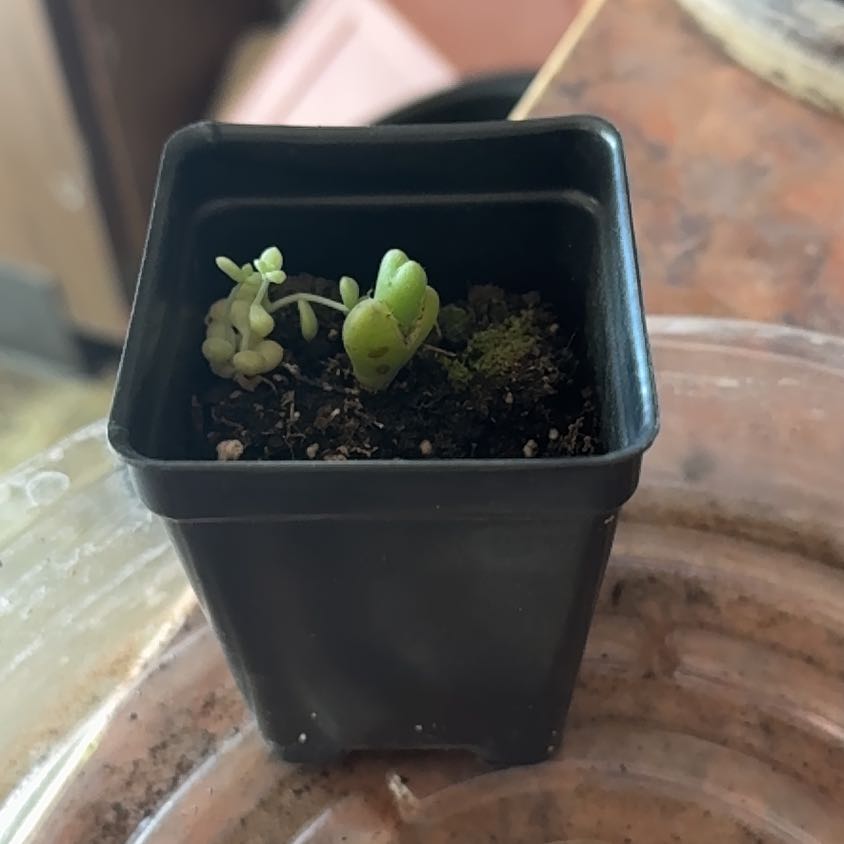 Photo of the plant species Conophytum Maughanii by @Trippymoose420 named Khaleesi on Greg, the plant care app